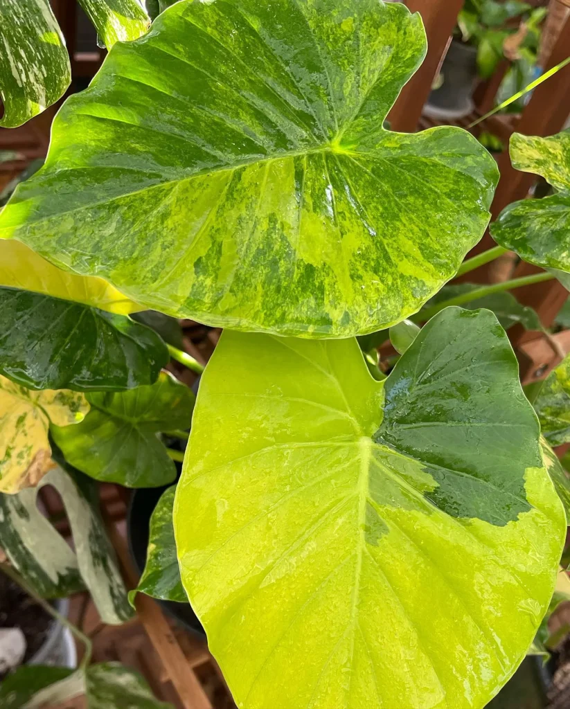 Alocasia Gageana