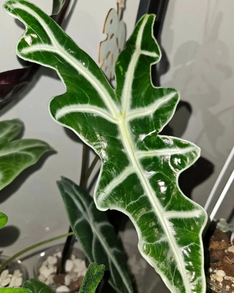 Alocasia Sanderiana