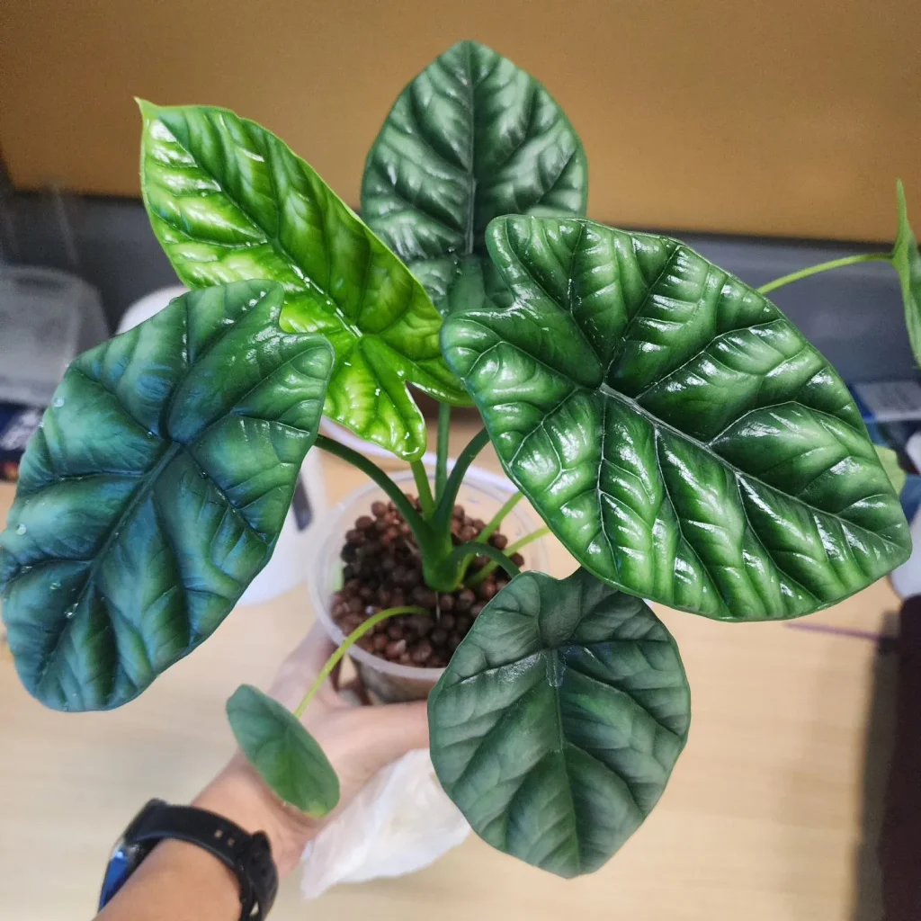 Alocasia Sinuata