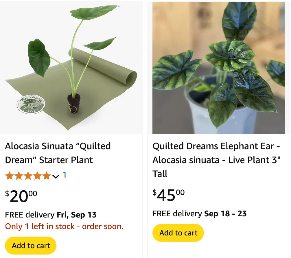 Alocasia Sinuata | Monsteraholic