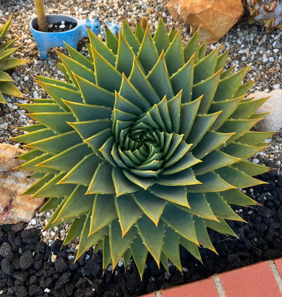 Aloe Polyphylla