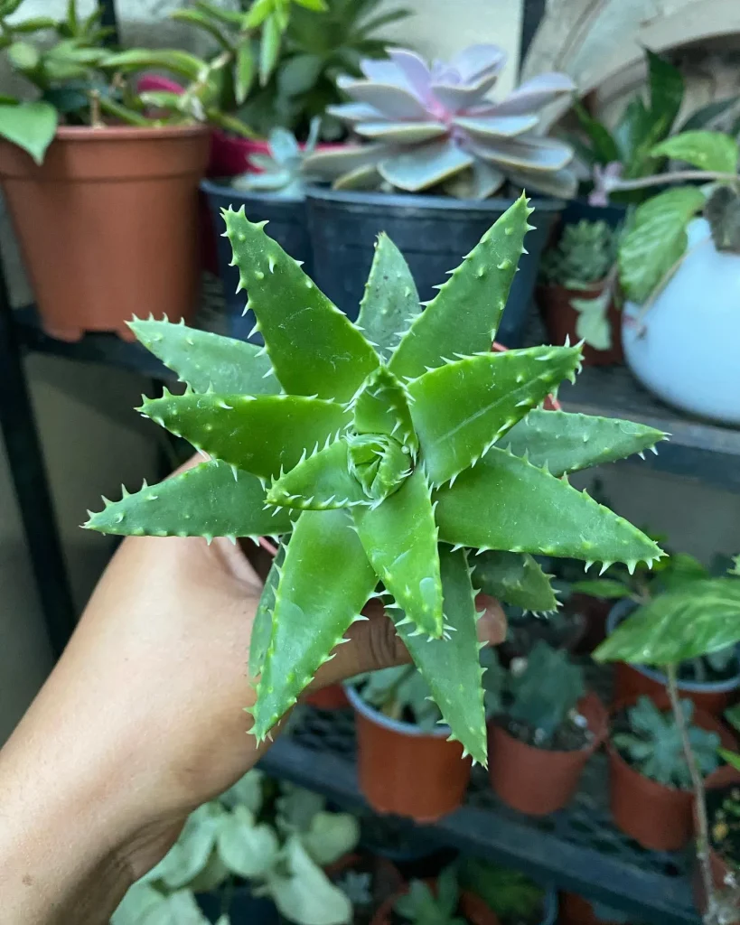 Aloe Squarrosa