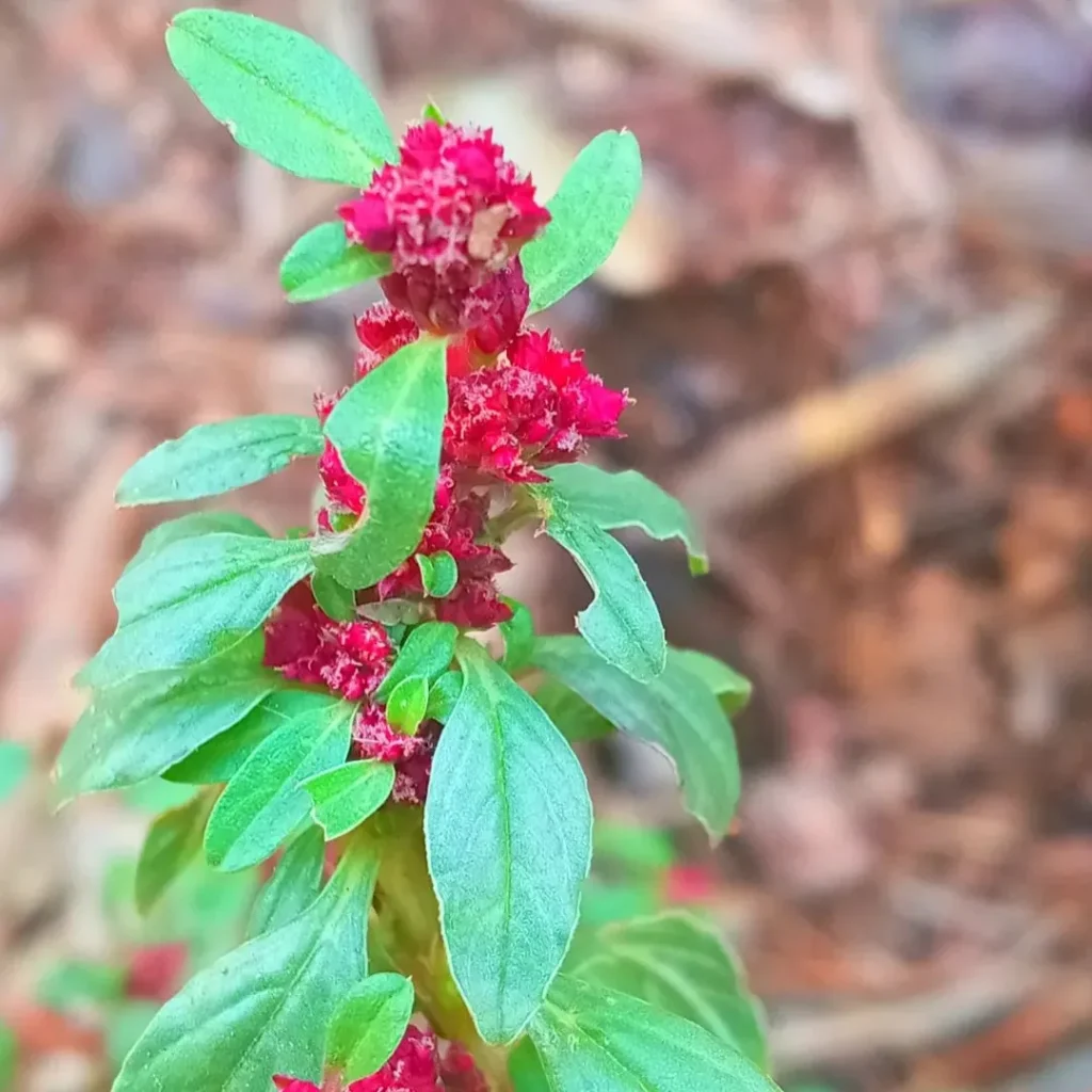 Amaranthus Blitoides