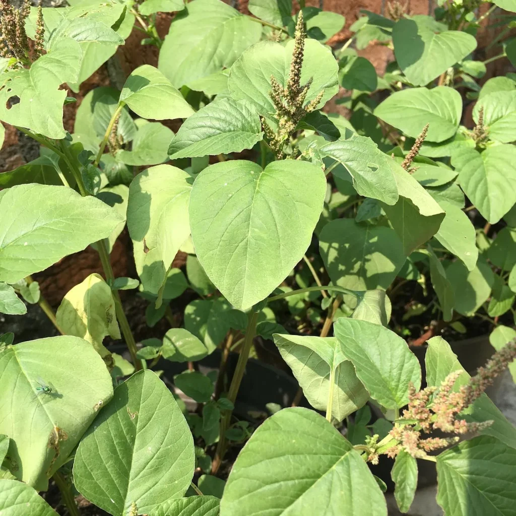 Amaranthus Dubius