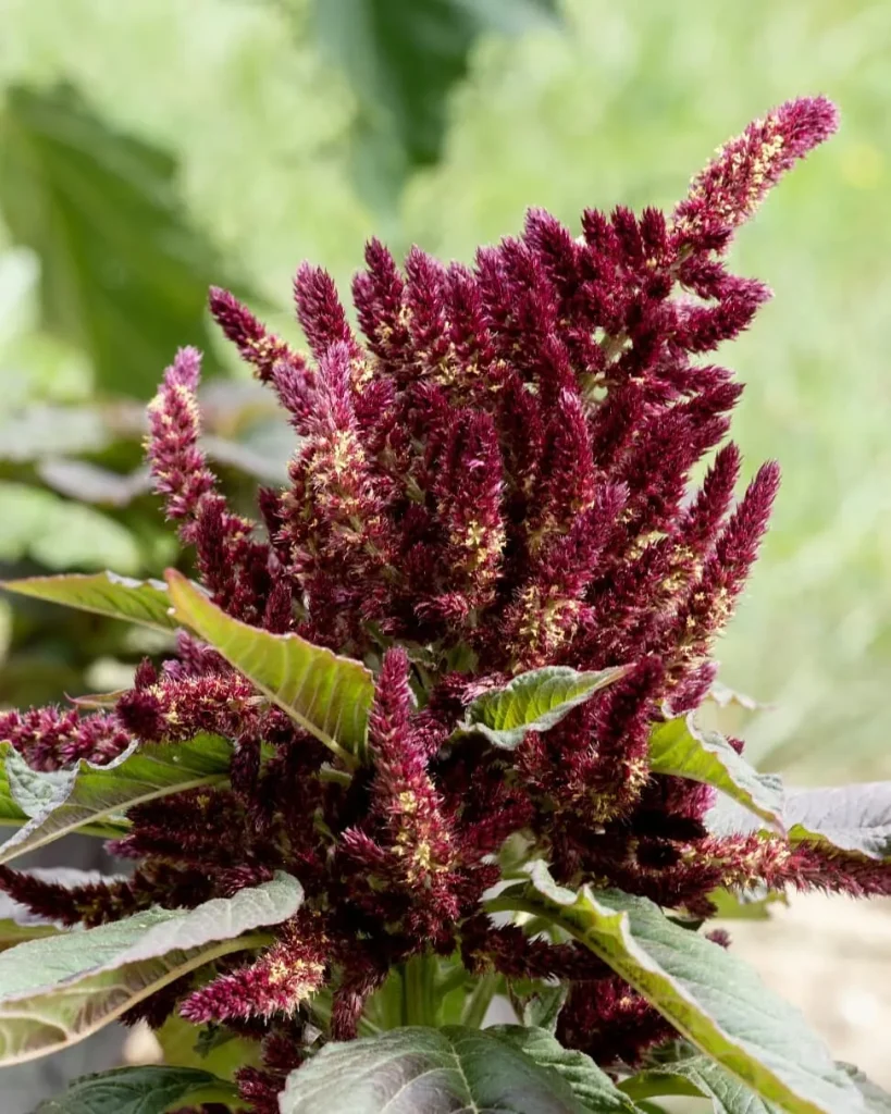 Amaranthus Hypochondriacus