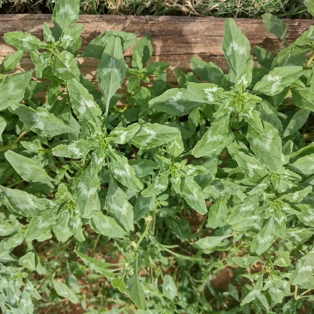 Amaranthus Polygonoides