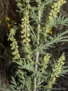 Ambrosia Confertiflora