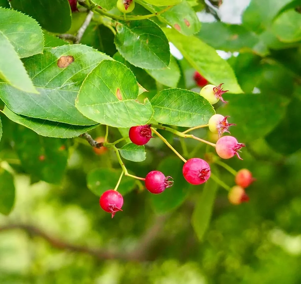 Amelanchier Lamarckii