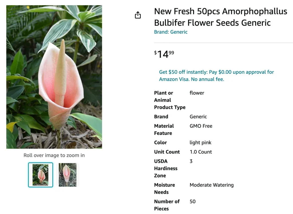 Amorphophallus Bulbifer | Monsteraholic