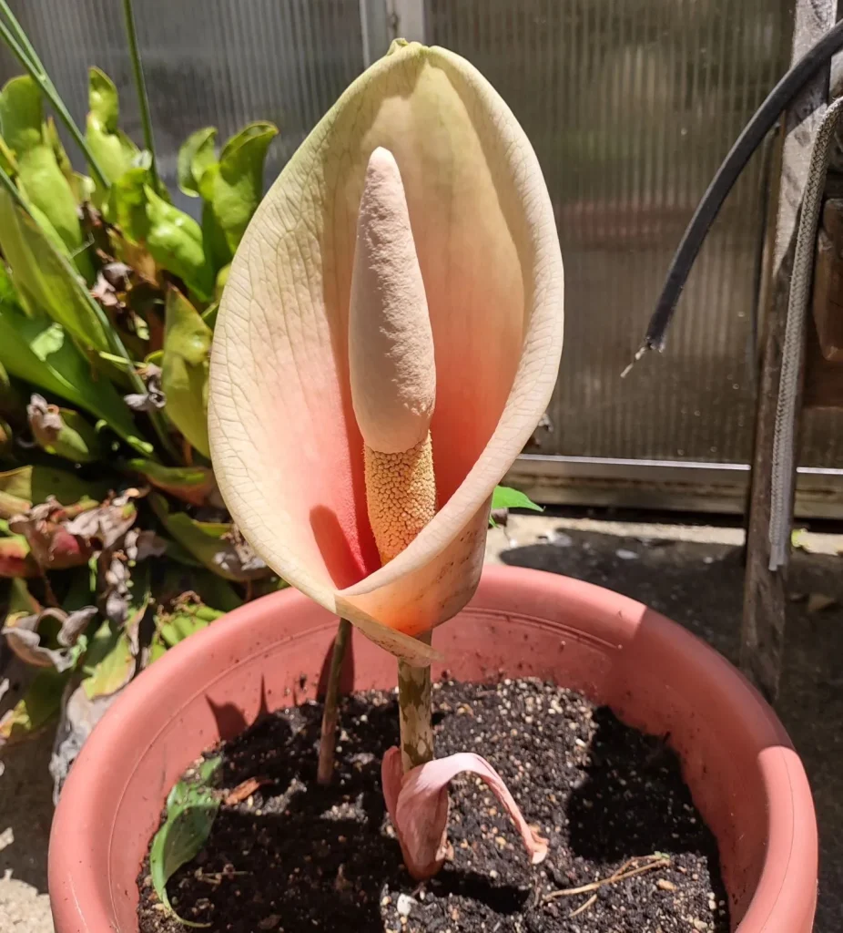 Amorphophallus Bulbifer