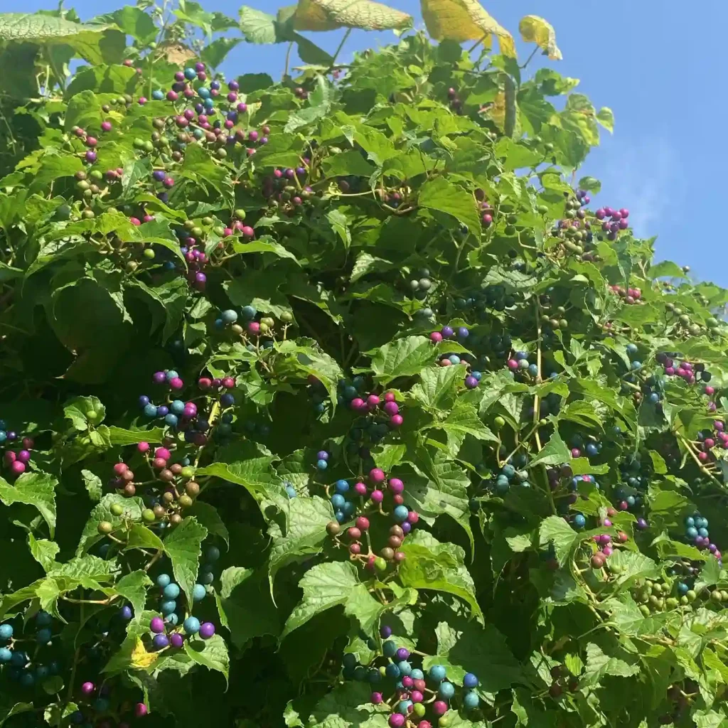 Ampelopsis Cordata