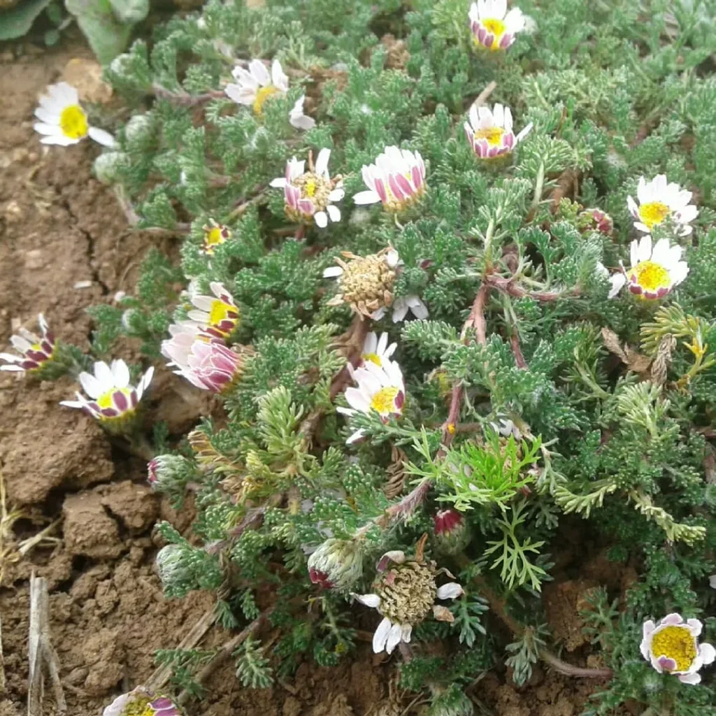 Anacyclus Pyrethrum