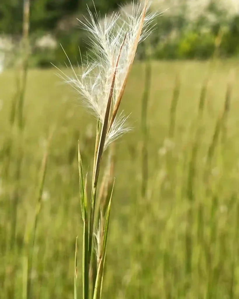 Andropogon Virginicus