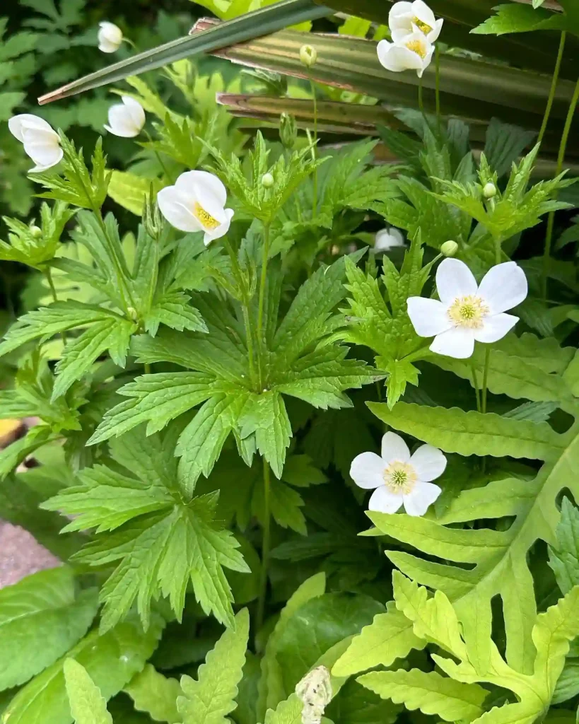 Anemone Canadensis