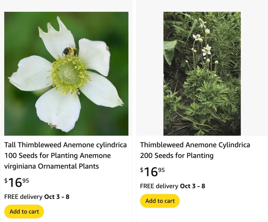 Anemone Cylindrica | Monsteraholic