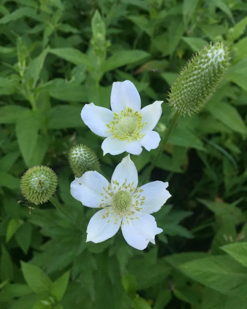 Anemone Cylindrica