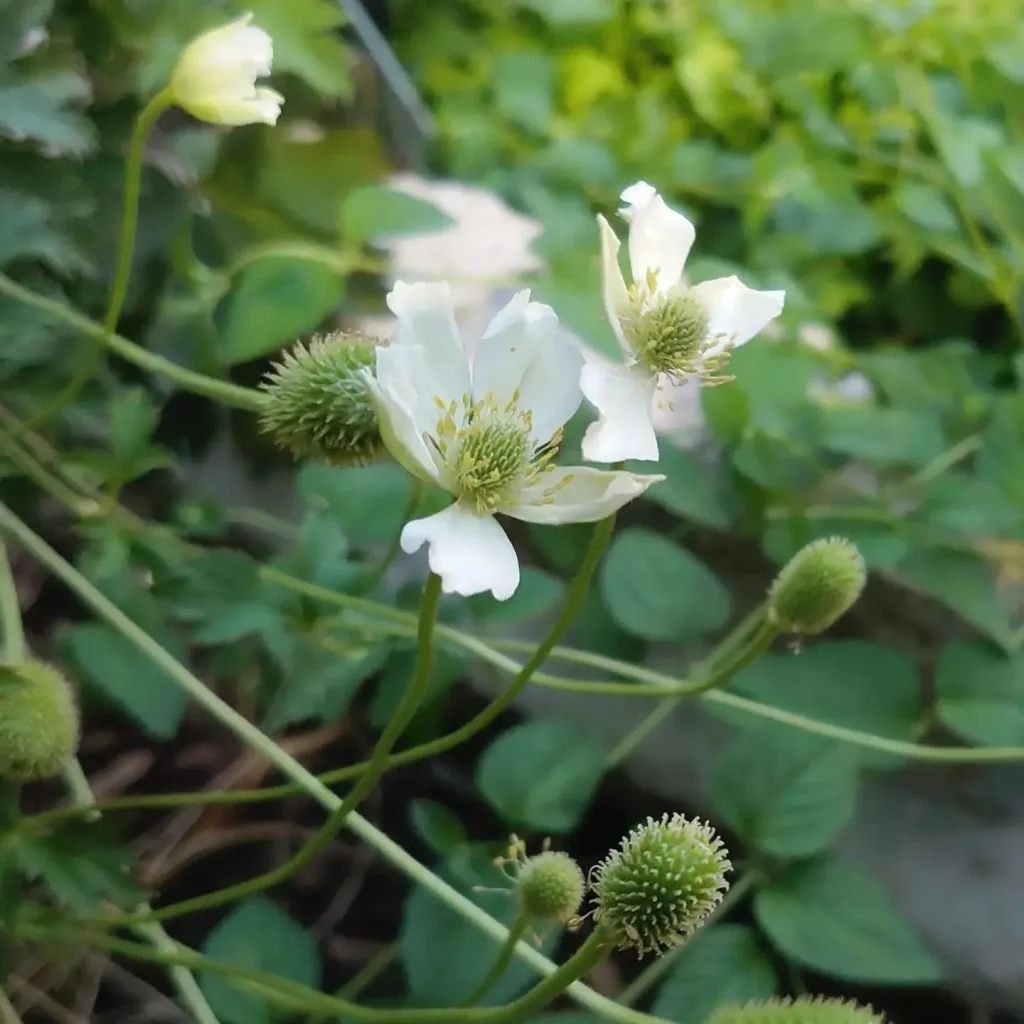 Anemone Virginiana