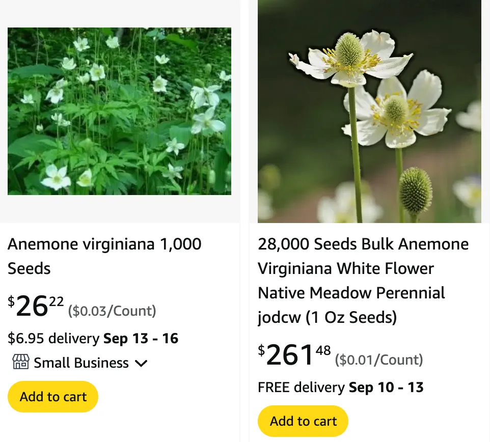 Anemone Virginiana | Monsteraholic