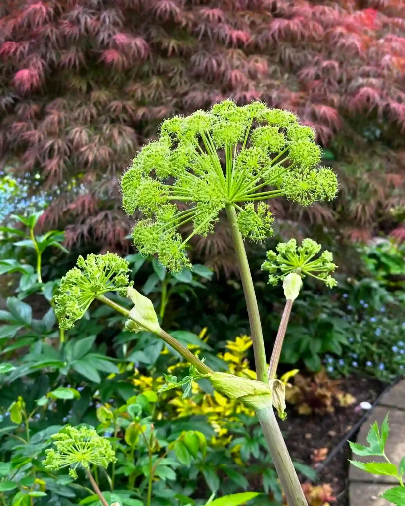 Angelica Archangelica