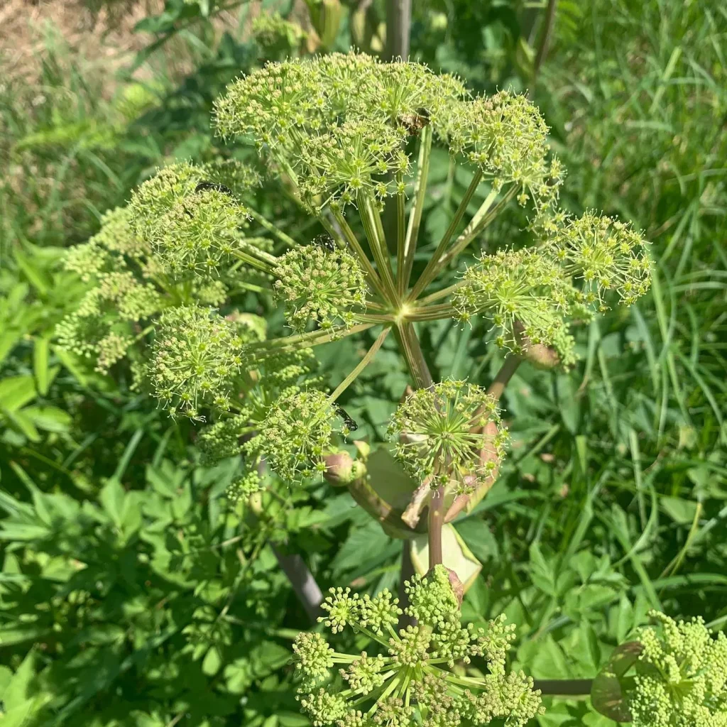 Angelica Atropurpurea