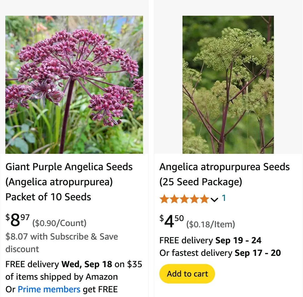 Angelica Atropurpurea | Monsteraholic