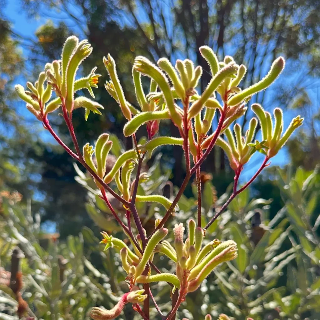 Anigozanthos Flavidus