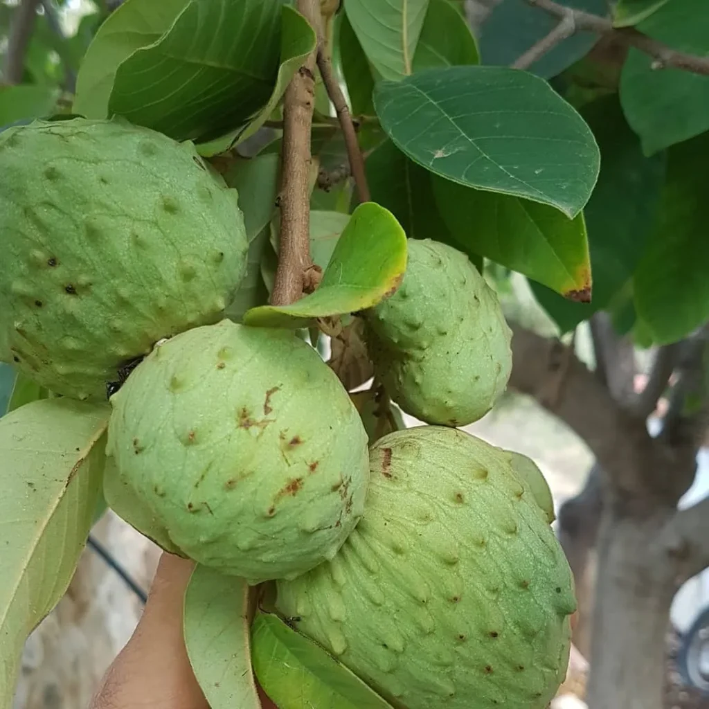 Annona Cherimola