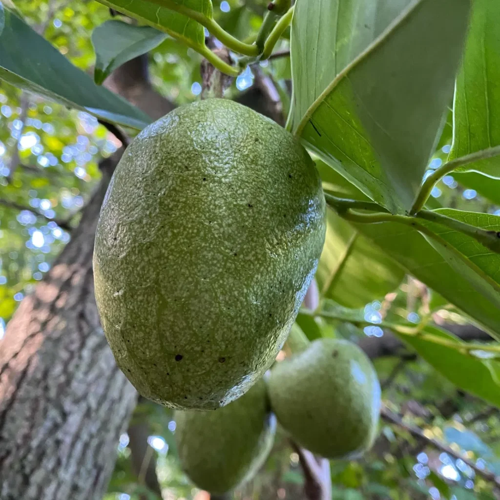 Annona Glabra