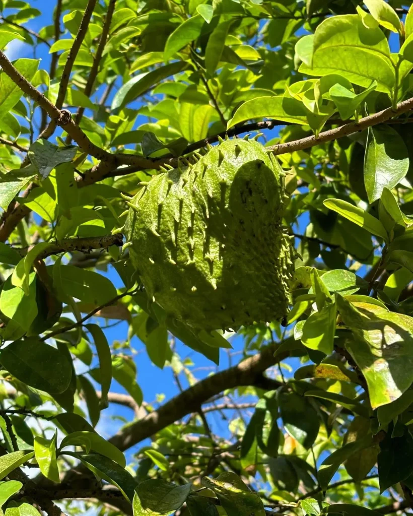 Plant FAQs: Annona Muricata – Graviola – Soursop