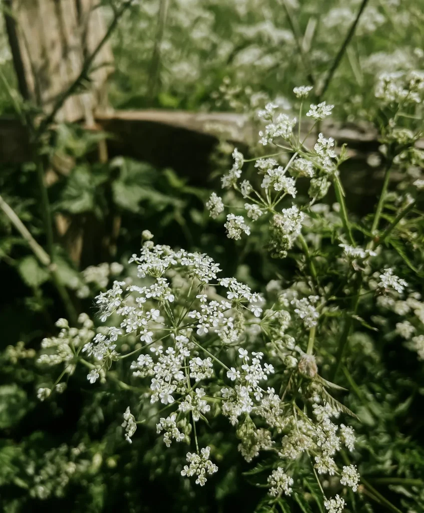 Anthriscus Sylvestris