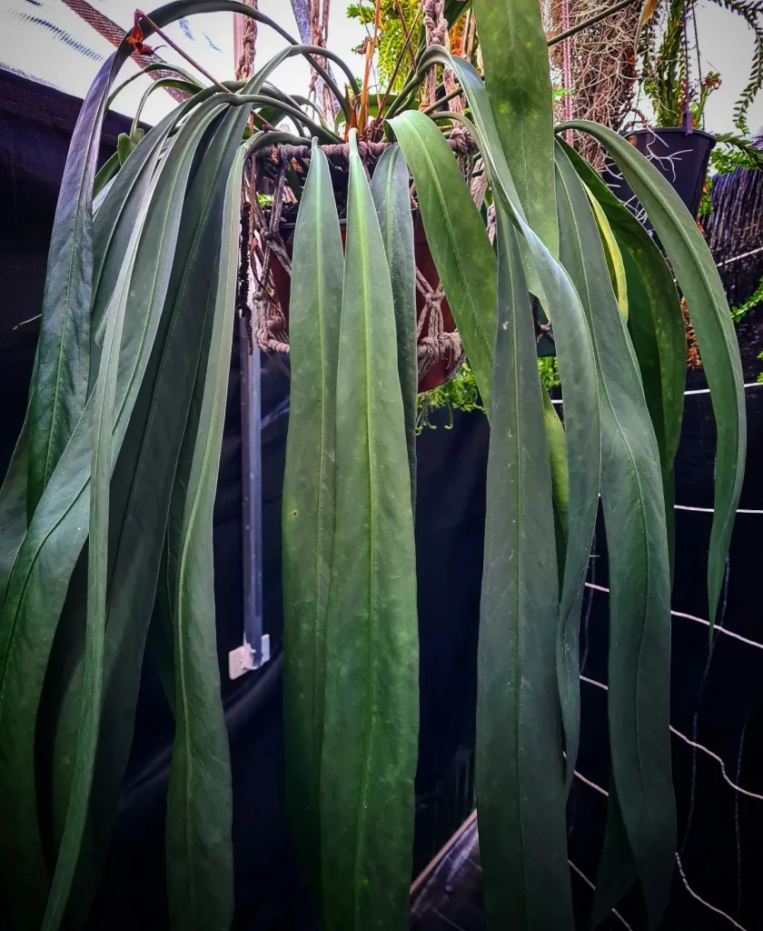 Anthurium Bakeri