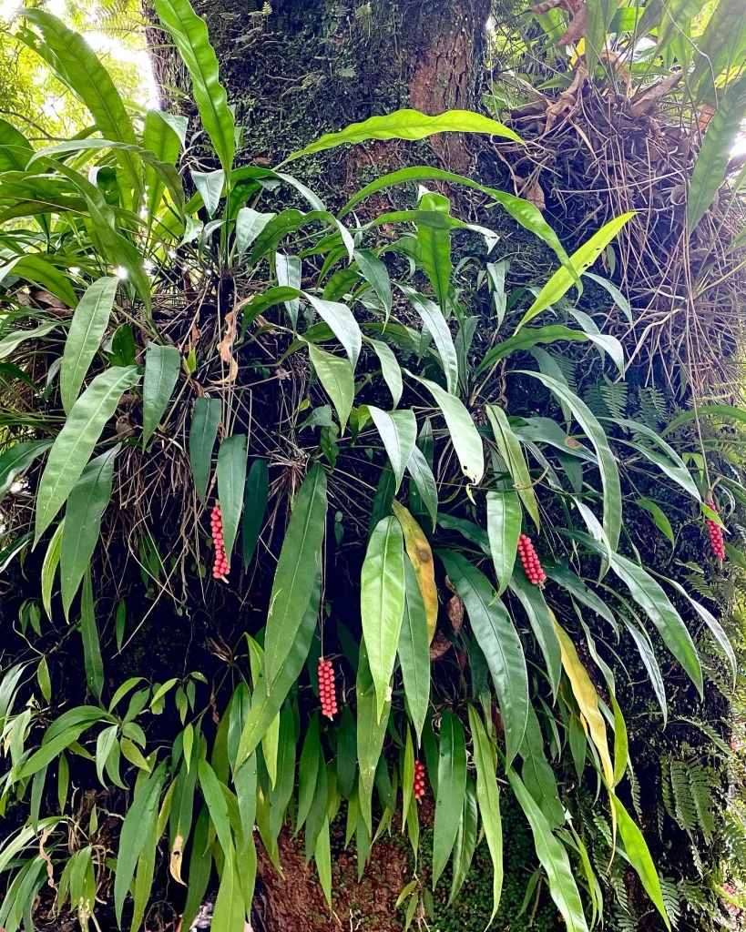 Anthurium Gracile