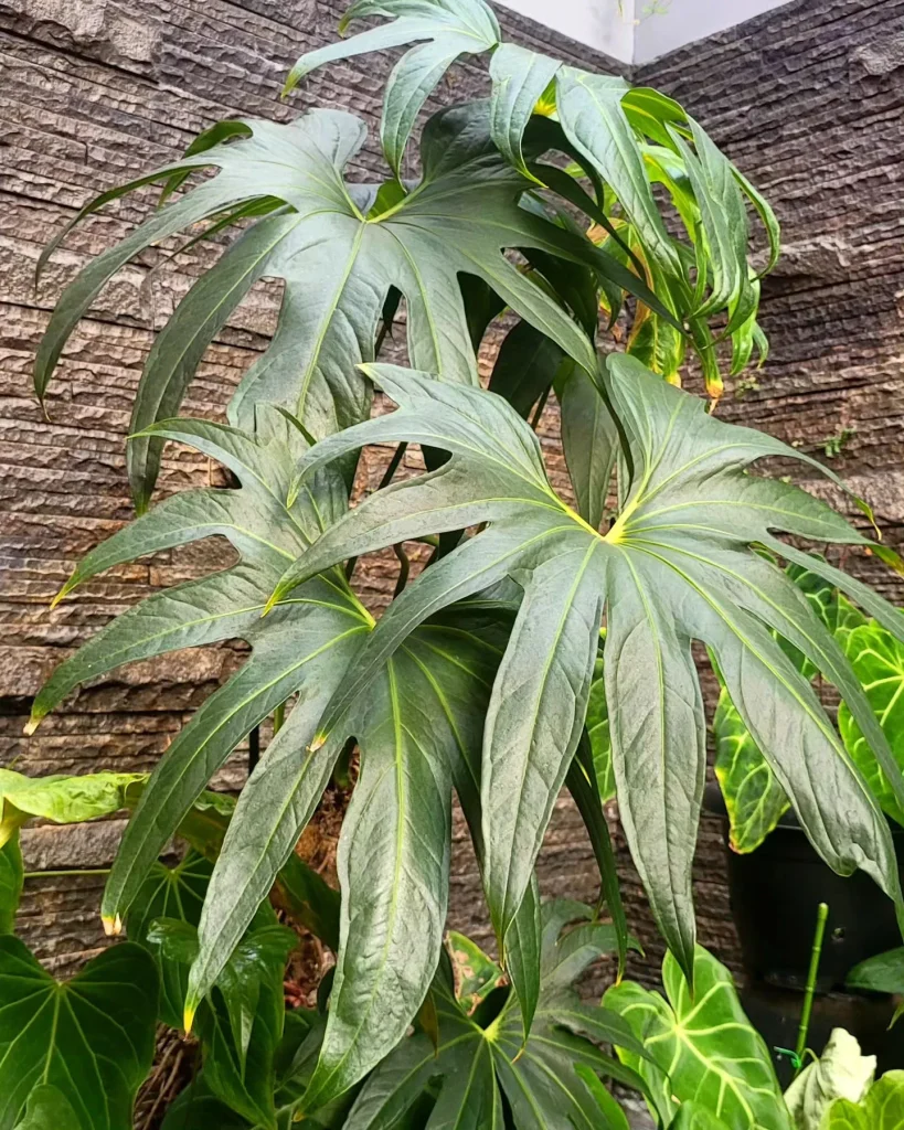 Anthurium Pedatoradiatum