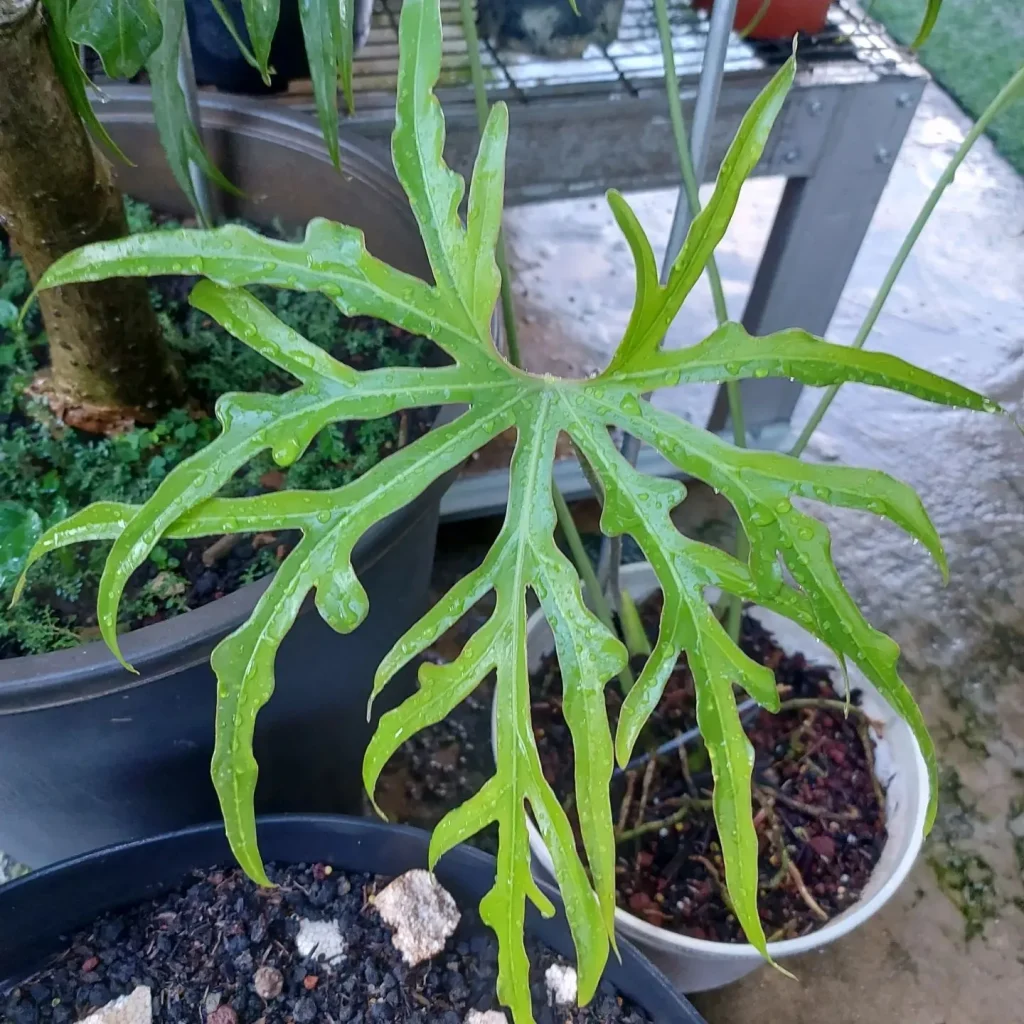 Anthurium Podophyllum