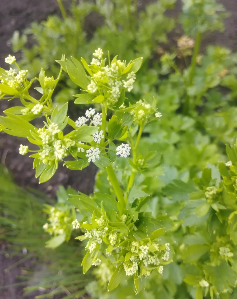 Apium Graveolens