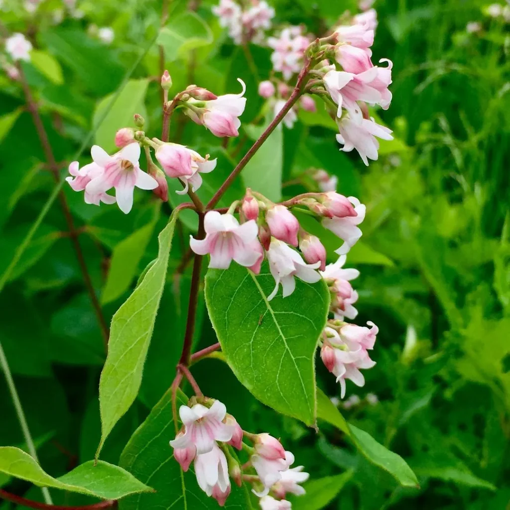 Apocynum Androsaemifolium