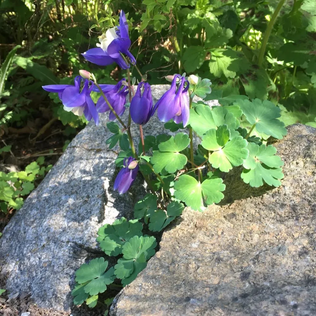 Aquilegia Alpina