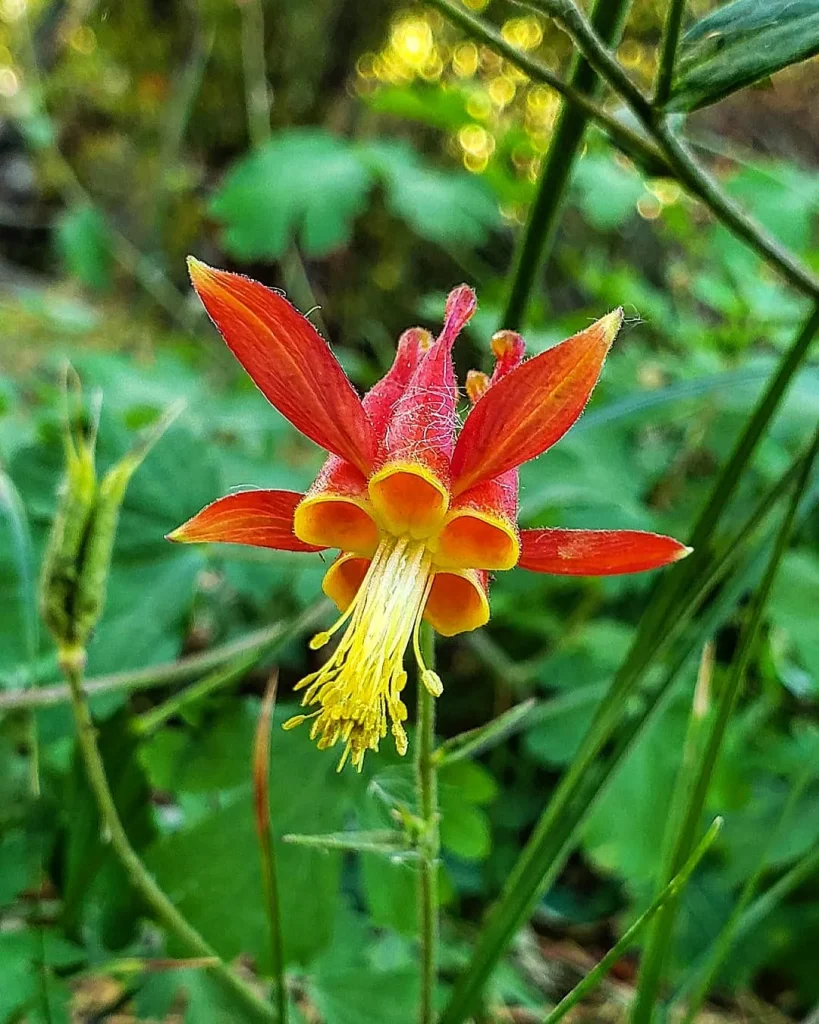 Aquilegia Formosa