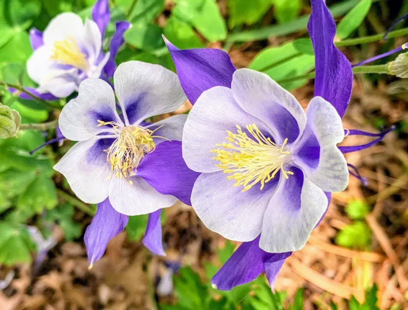 Aquilegia Saximontana