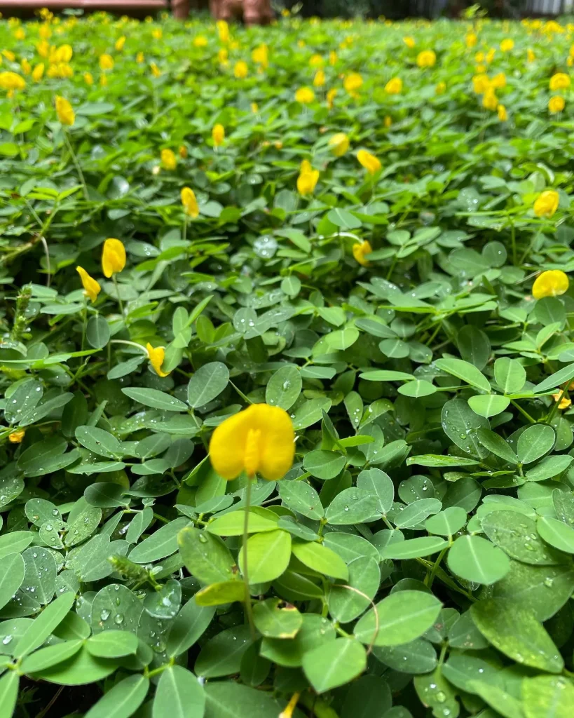 Arachis Hypogaea