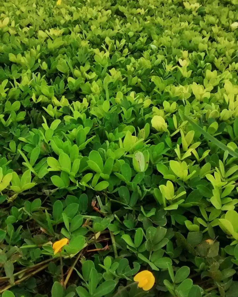 Arachis Repens