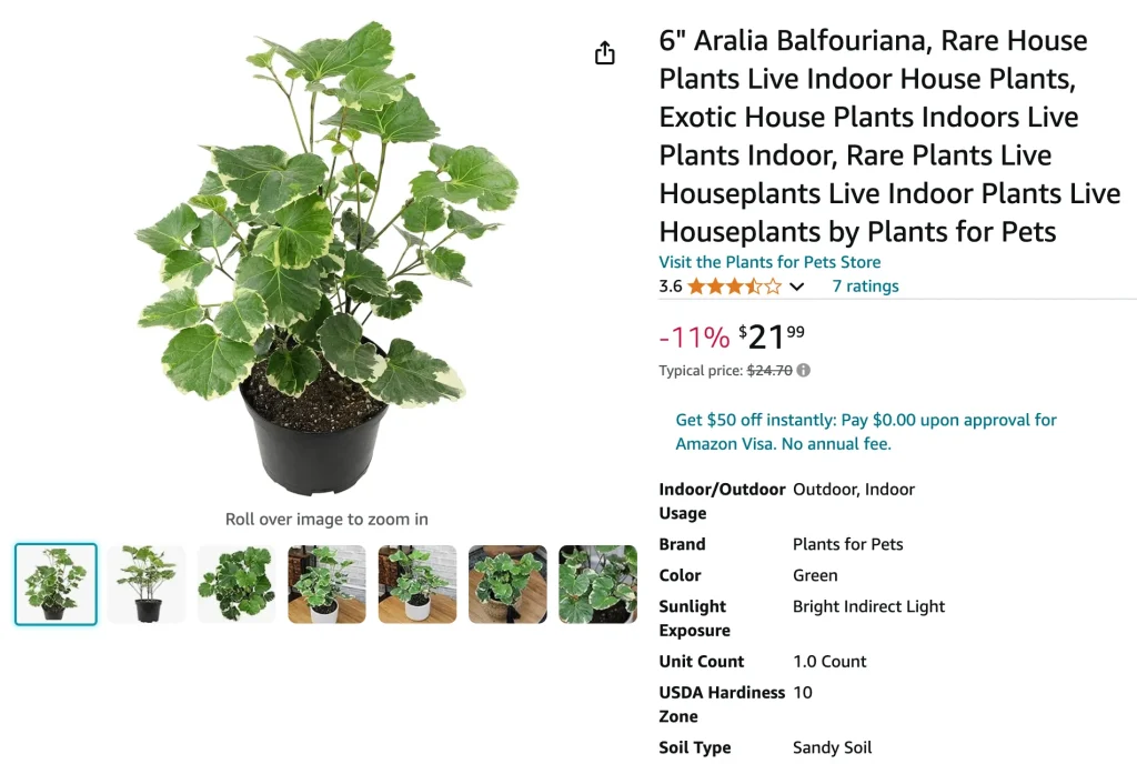 Aralia Balfouriana | Monsteraholic