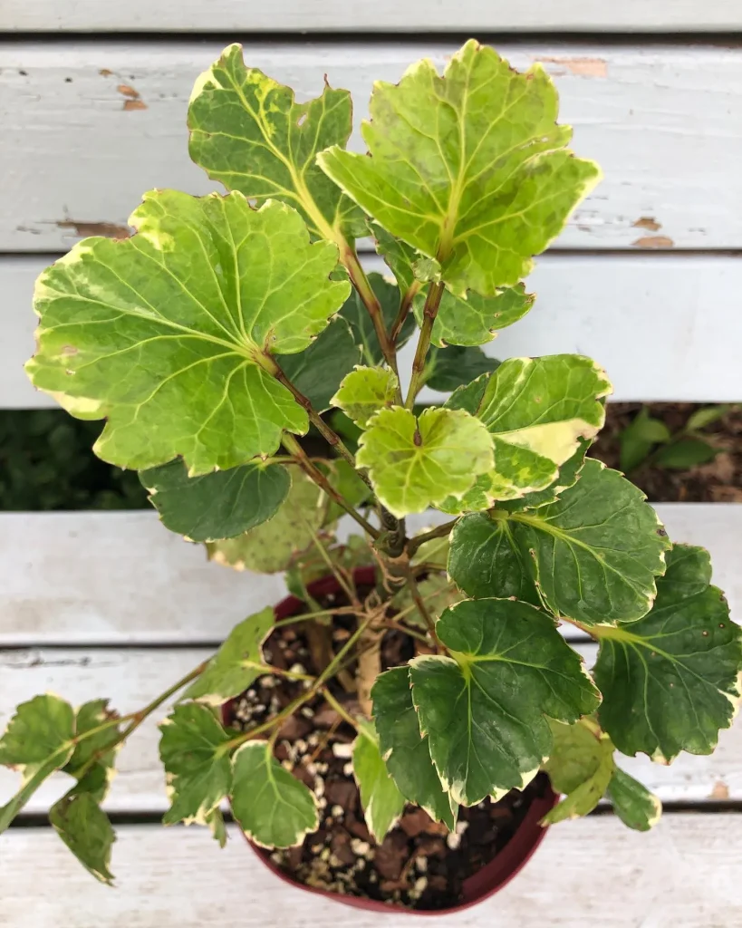 Aralia Balfouriana