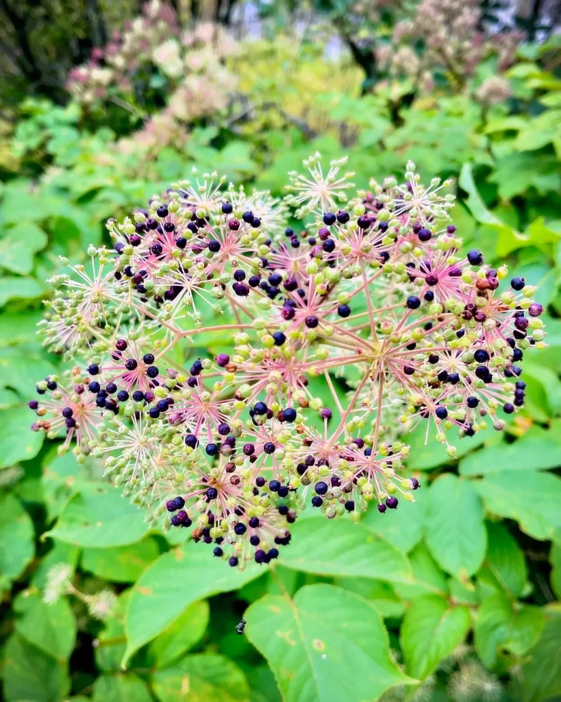 Aralia Cordata