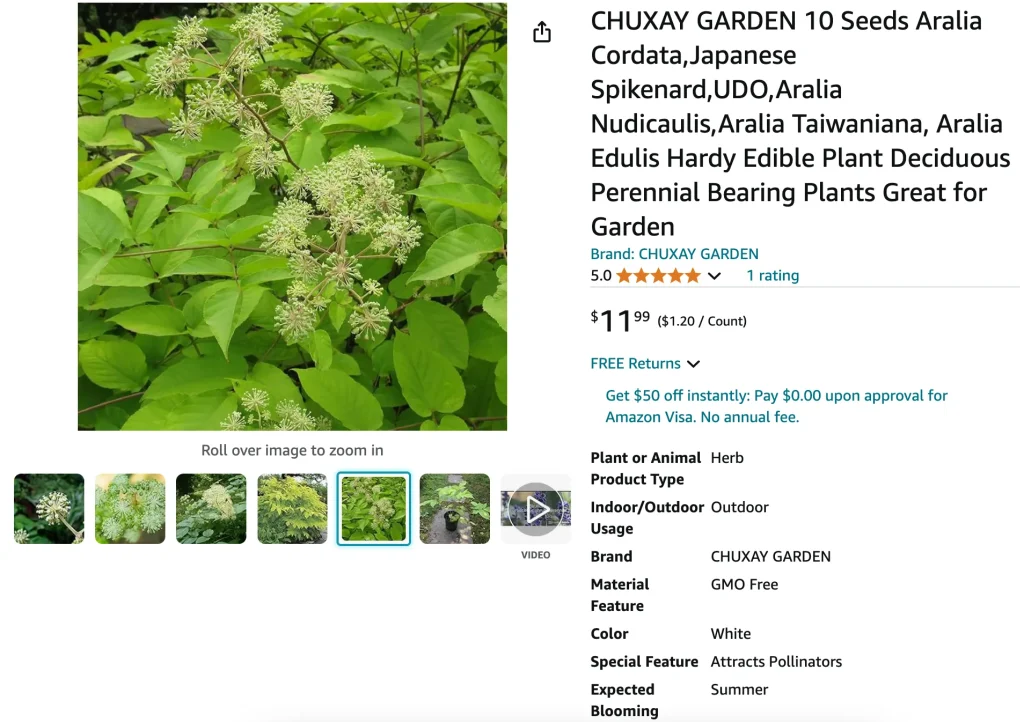 Aralia Nudicaulis | Monsteraholic