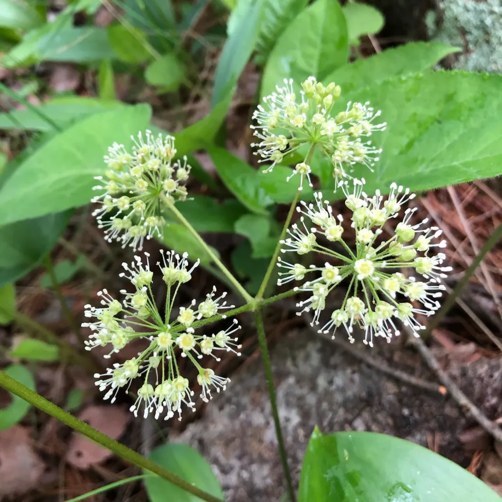 Aralia Nudicaulis