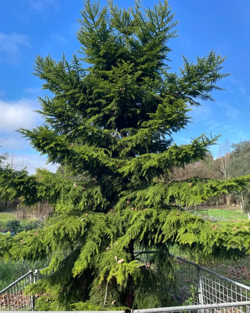 Araucaria Cunninghamii