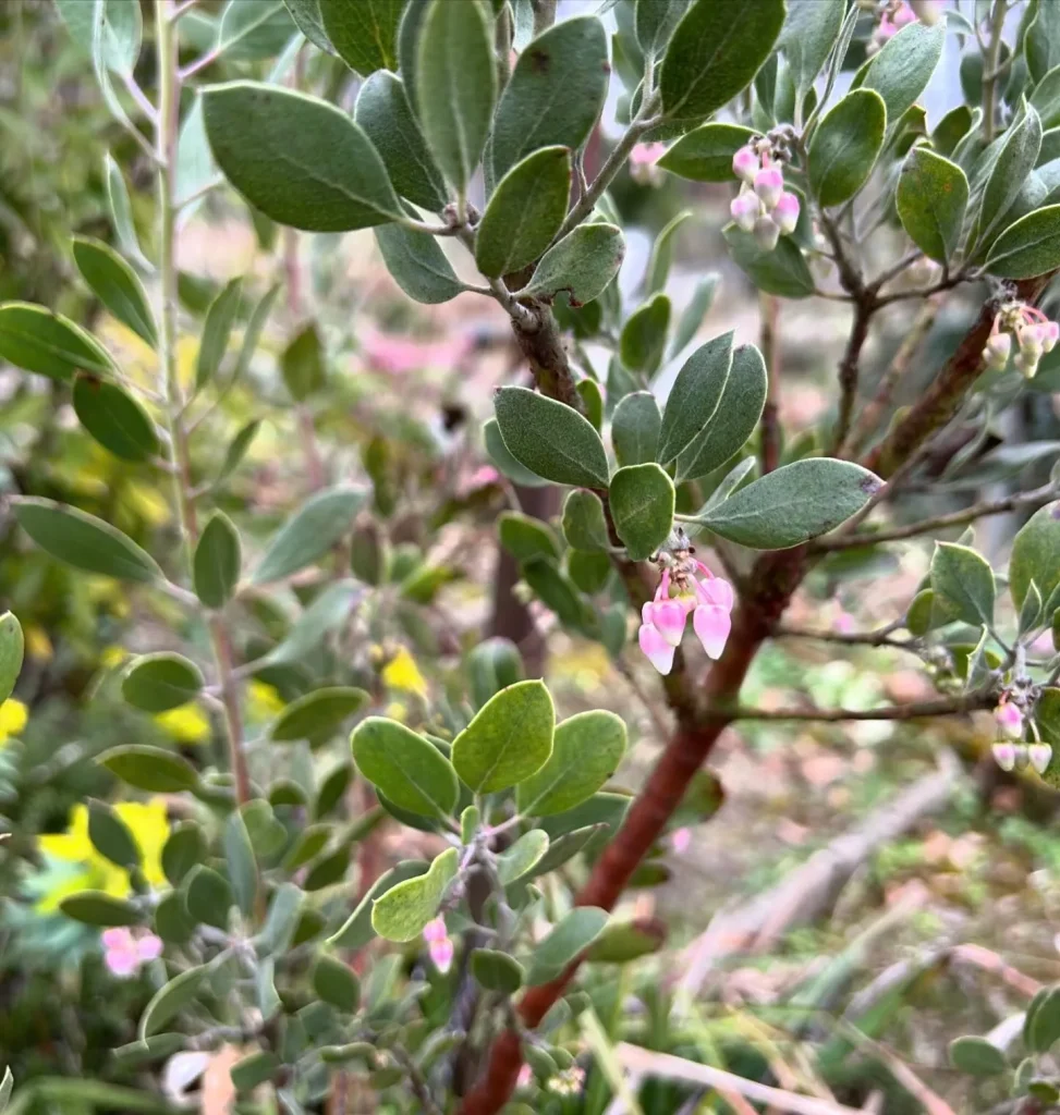 Arctostaphylos Manzanita