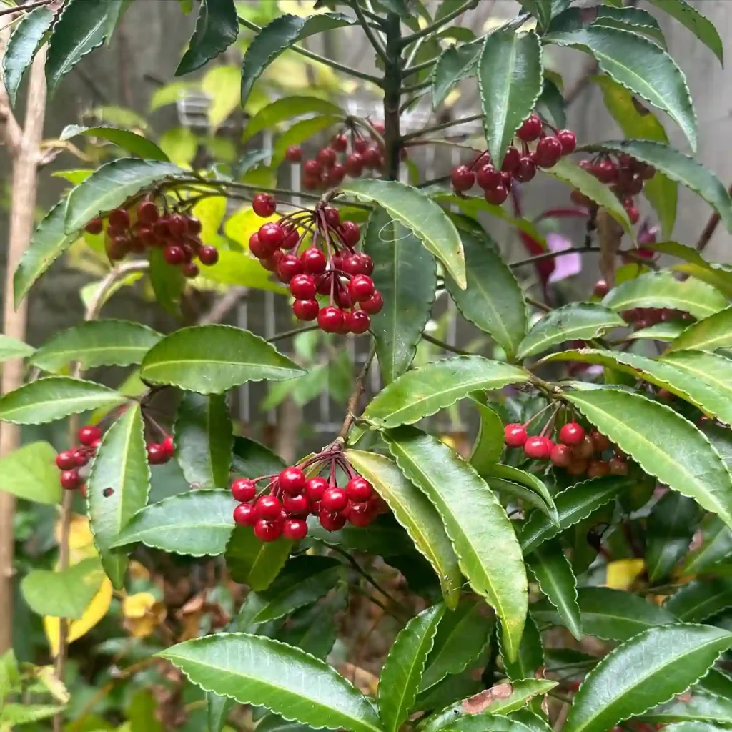 Ardisia Crenata