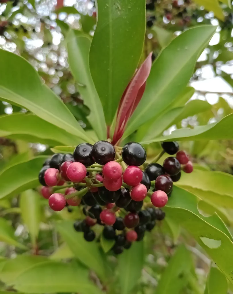 Ardisia Elliptica